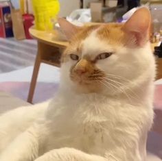 an orange and white cat sitting on top of a bed next to a table with chairs