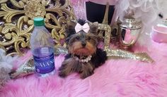 a small dog sitting on top of a pink rug next to a bottle of water