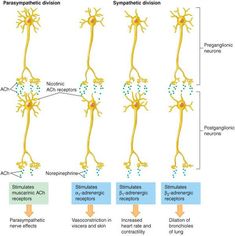 the diagram shows different stages of nematic action in an animal's nervous system