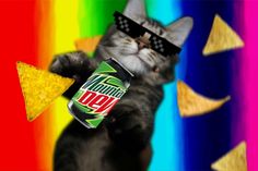 a cat wearing sunglasses and holding a can of mountain dew with a tortilla chip in it's mouth