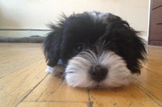 a black and white dog laying on top of a hard wood floor