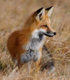 a red fox is sitting in the tall grass