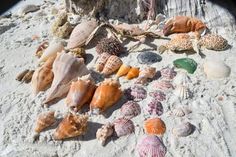 various seashells and sea shells on the sand near a tree trunk, taken from a fish eye lens