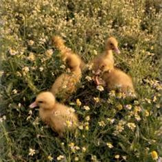 four ducklings in the middle of some flowers