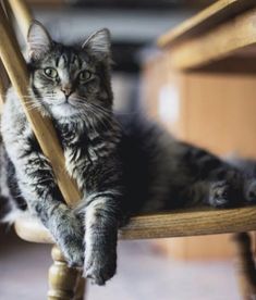 a cat sitting on top of a wooden chair