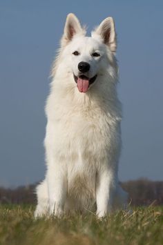 a white dog sitting in the grass with its tongue out and it's tongue hanging out