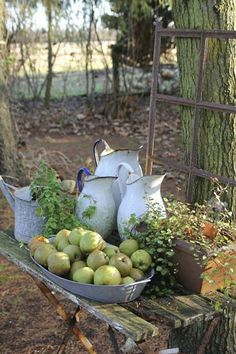 apples and other fruit are sitting on an old wooden bench in the woods near a tree