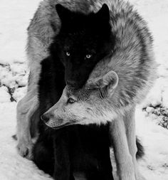 two wolfs sitting in the snow with their heads on each other's shoulders