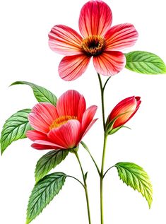 two pink flowers with green leaves on a white background