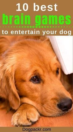 a brown dog laying on top of a wooden floor next to a white sign that says, 10 best brain games to entertain your dog