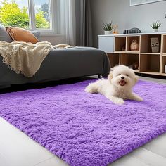 a small white dog laying on top of a purple rug