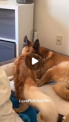 a large dog laying on top of a bed next to a stuffed animal toy in front of a tv