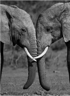 two elephants standing next to each other with tusks touching their trunks in black and white