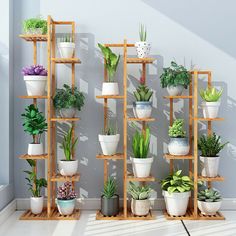 there are many potted plants on the shelves