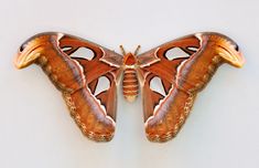 an orange and brown moth with the words atlas spinner - attic atlas on it