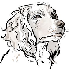 a black and white drawing of a dog's face