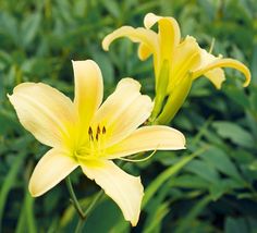 two yellow lilies are blooming in the grass