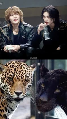 two pictures one with a tiger and the other with a leopard