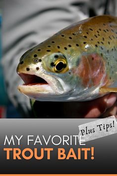 a man holding a fish with the caption'my favorite trout bait'on it