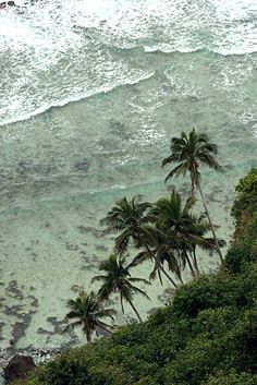 an elephant standing on top of a lush green hillside next to the ocean with palm trees