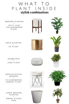 an info sheet describing the different types of plants in pots and vases that are labeled