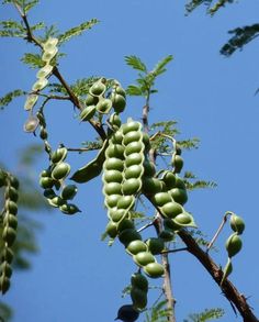 the fruit is growing on the tree in the daytime time, with blue sky behind it