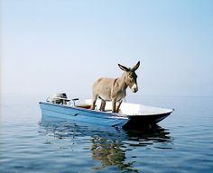 Animal Images, On A Boat, The Donkey, Deep Water, Burritos, Bones Funny, Animals And Pets