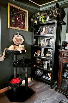 two cats sitting on top of a cat tree in front of a bookshelf