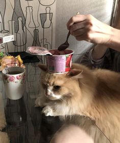 a cat sitting on top of a glass table next to a person holding a spoon