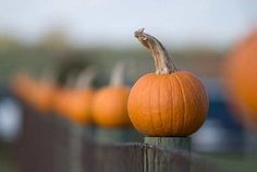 a row of pumpkins sitting on top of a wooden fence next to each other