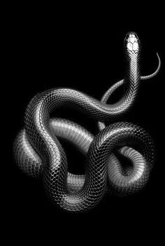 a black and white snake with its head in the shape of a ballon d'or