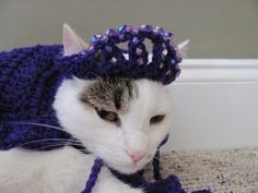 a white cat wearing a purple crochet hat and scarf on top of it's head