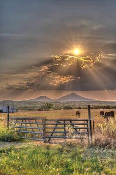 the sun shines brightly through clouds over horses in an open field