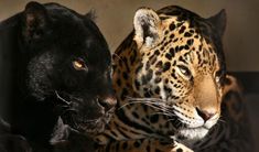 two black and one brown leopards are facing each other with their faces close together