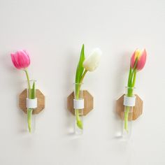 three vases with tulips are hanging on the wall