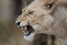 a close up of a lion with its mouth open