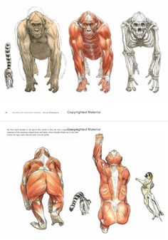 the muscles are shown in three separate sections, each with their own arm and back muscles