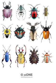 six different types of bugs on a white background