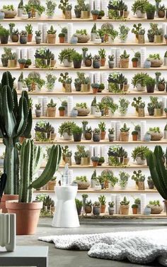 many potted plants are arranged on shelves in front of a wall full of succulents