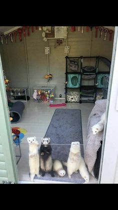 three ferrets are sitting on the mat in front of an open storage area