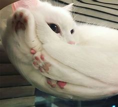 a white cat laying in a glass bowl