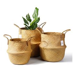 four woven baskets with plants in them