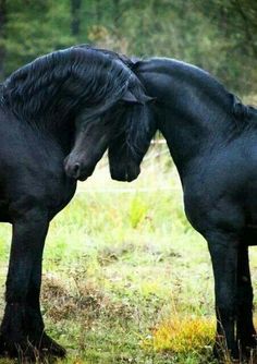 two black horses standing next to each other