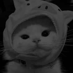 a black and white photo of a cat wearing a hoodie