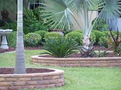 a palm tree sitting in the middle of a garden