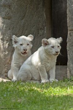 two white tiger cubs sitting next to each other on the grass in front of a stone wall