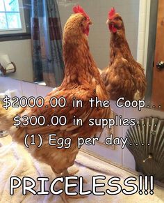 two chickens standing in front of a mirror with the caption price $ 200 00 in the coop