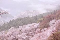 the trees are blooming in the foggy mountainside area with pink flowers on them