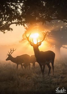 some deer are standing in the grass under a tree with the sun setting behind them