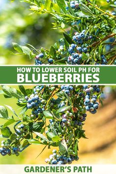 blueberries growing on a tree with the title how to lower soil phoer blueberries